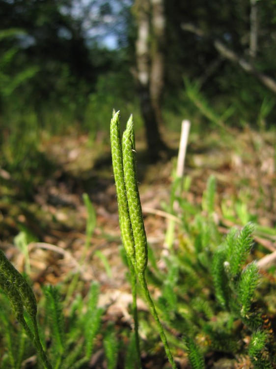 Lycopodium clavatum